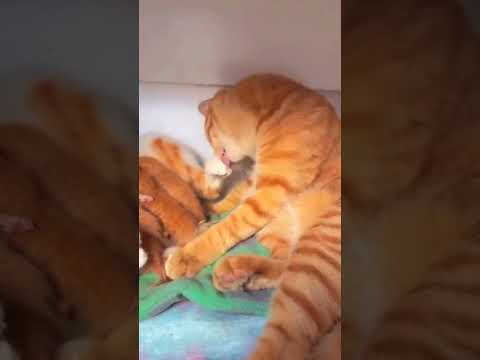 Orange happynes! Оранжевое счастье! 👀😳🥰💥😍🔥🐱 #funny #wildlife #nature #wow #приколы #котики