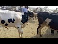 Big cow bull-Cow mating-Cow cross