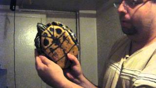 How To Hold Your Turtle