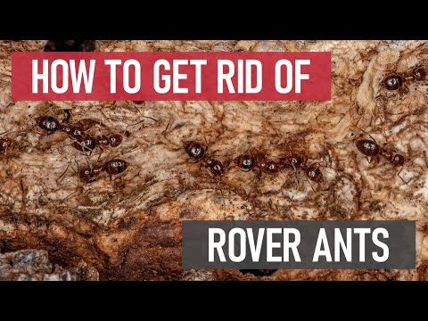Seaside Rover Ant How To Kill Rover Ants