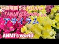 cover【アサイラム】中森明菜