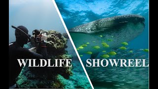 Stories from the ocean - my Ocean Showreel by Arthur CAULLIEZ