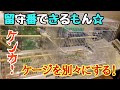 ケンカ!ケージ別々で初めてのお留守番!【セキセイインコ】【#5】