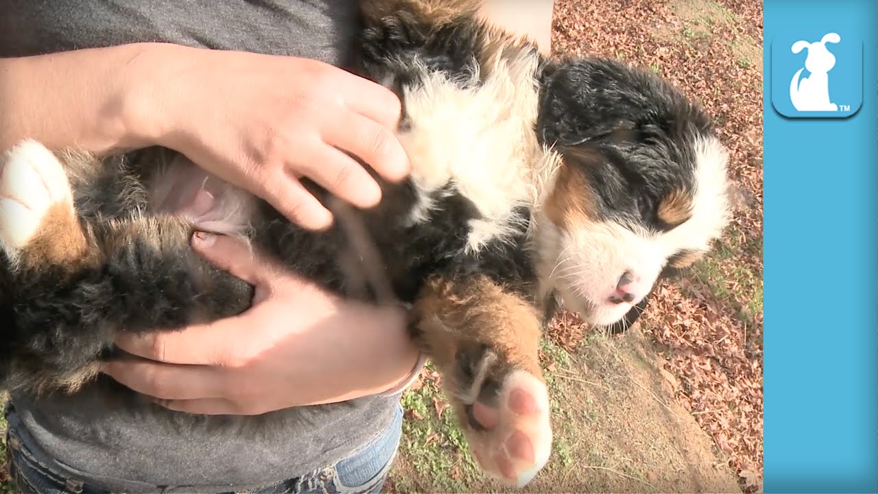 cute funny pet videos Fluffy Bernese Mountain Puppies Get Belly Rubs! - Puppy Love