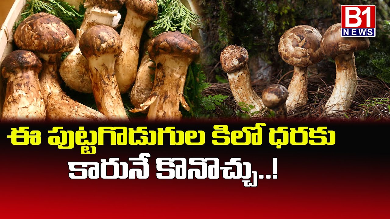 Matsutake mushrooms estimated cost of rs 1.5 lakh per kilogram..ఈ