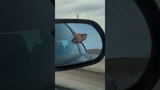 Air Keeps Opening Dog’s Mouth as It Tries to Look through Car’s Window