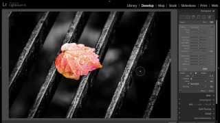Learn Lightroom 5 - Part 27: Selective Color (Training Tutorial)