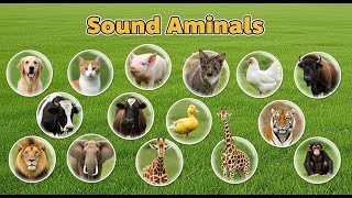 Calm Nature Echoes 🌙 Soft Animal Sounds