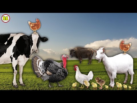 Fatos Sobre Animais da Fazenda, Galinha, Vaca, Boi, Cabra, O Som dos Animais