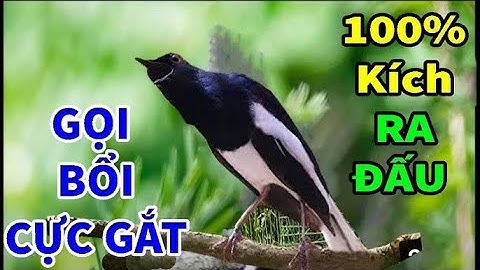 Chòe than mồi || HUÝT - CHẸP - CHẸP || RÍT - KHÈ || KÍCH CHIM RỪNG VỀ ĐẤU || ÂM CHUẨN NHẤT