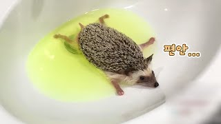 Relaxed hedgehog with stabilizer while taking a bath [ENG SUB]