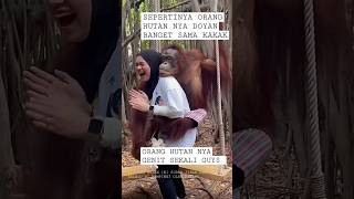 dasar orang hutan nggak punya akhlak ‼️#oranghutan #ngakak #ketawangakak #funny #animals #shorts