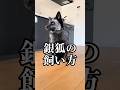 狐の飼い方