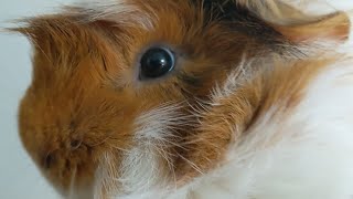 I Have A Confession....