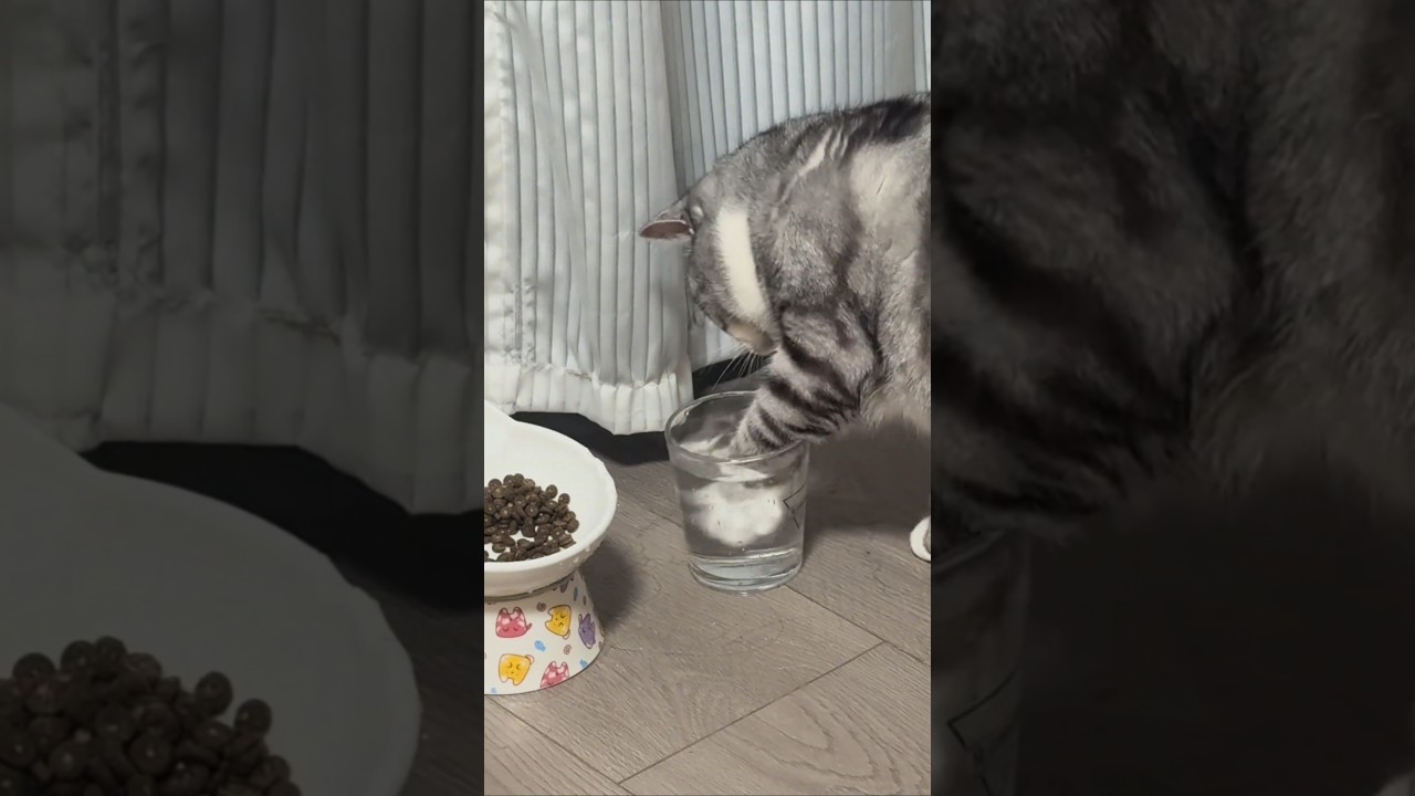 Cat Dipping Its Paw in a Glass of Water and Splashing It Everywhere