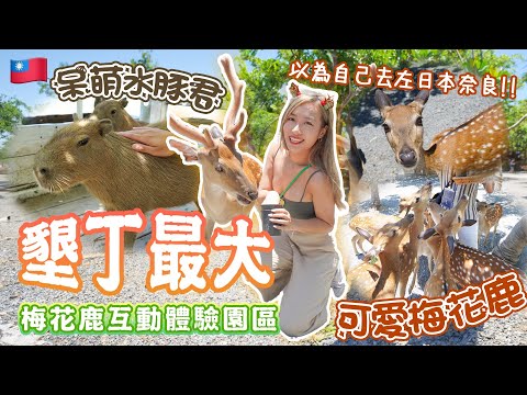 【🇹🇼台灣VLOG Day2】以為自己去左日本奈良餵鹿🦌|😆近距離餵食可愛梅花鹿與呆萌的水豚君🐖|墾丁最大梅花鹿互動體驗園區|Brandy Hung 賓迪