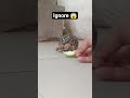 😱chiku ignored food 🐢😰. chiku gussa ho gya 😰#trendingshorts #viralvideo #explore #startortoise