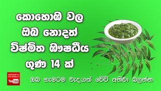 Kohoba wala oba nodath guna 14 k | කොහොඹ වල ඔබ නොදත් වටිනා ගුණ