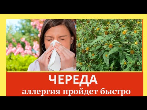 Череда уникальное средство от аллергии  Домашний лечебник