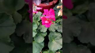 Best geraniums for containers and balconies #ytshorts #flowers #nature