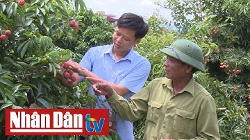 Những người Sán Dìu đi đầu trên đất vải Lục Ngạn