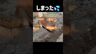 穴掘りしてたら石を落としたうさぎ