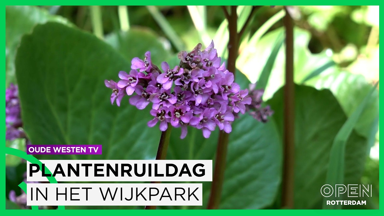 Plantenruildag in het wijkpark in het Oude Westen | OUDE WESTEN TV | Afl. 460