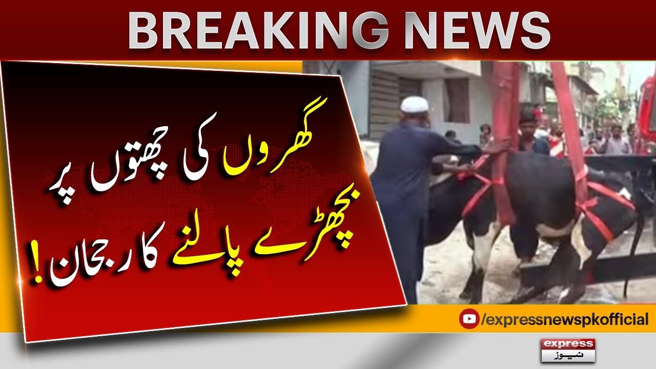 Karachi Special Report | Eid ul Adha - 𝐁𝐫𝐞𝐚𝐤𝐢𝐧𝐠 𝐍𝐞𝐰𝐬 | Express News