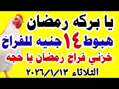 سعر الفراخ البيضاء اليوم اسعار الفراخ البيضاء اليوم الثلاثاء ١٣ ١ ٢٠٢٦ في مصر اسعار الفراخ اليوم