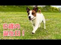 6歳の誕生日!なのはと幸せな一日