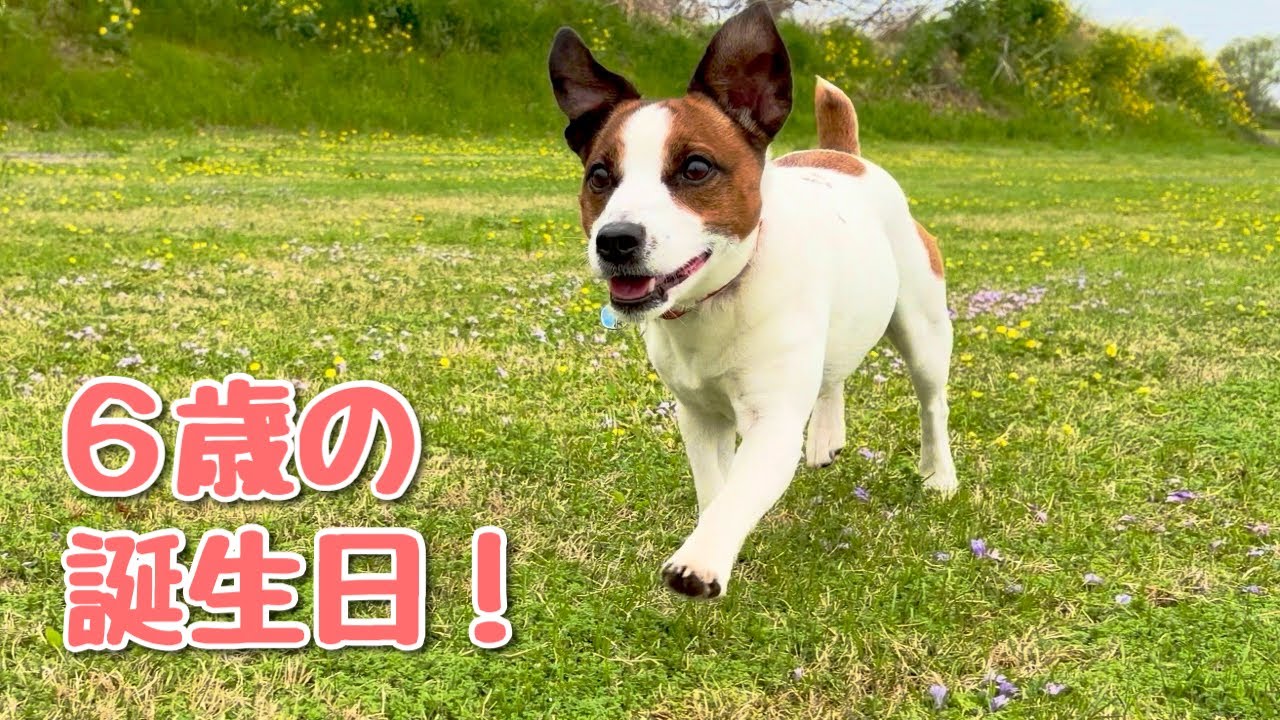 6歳の誕生日!なのはと幸せな一日