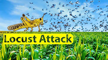 Locust Attack | Explained by krkumar Insights