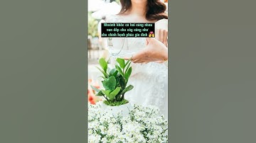 Làm Mới Nghi Thức Trong Đám Cưới Truyền Thống, các Moon đã biết chưaaa