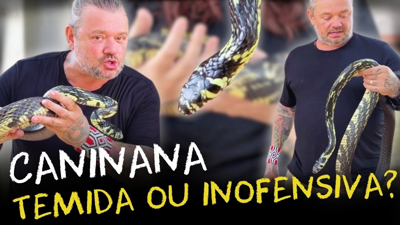 CRIAÇÃO DE COBRAS RARAS! VOCÊ NÃO VAI ACREDITAR NAS CORES DESSA COBRA AMAZÔNICA!