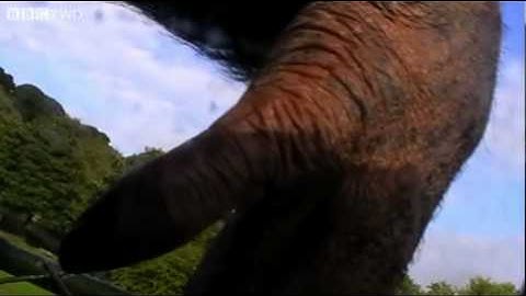 Chimpanzees make their first movie! - Natural World: The Chimpcam Project Preview - BBC