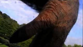 Chimpanzees make their first movie! - Natural World: The Chimpcam Project Preview - BBC