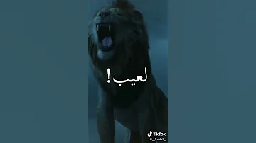 أسد وضبع وديب جاامد 