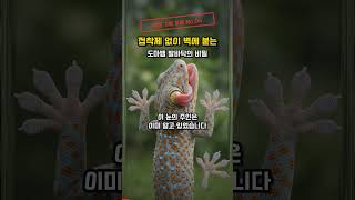 접착제 없이 벽에 붙는 도마뱀 발바닥의 비밀 | 자연 기밀 파일 No.06 #자연기밀파일 #생체모방 #게코도마뱀 #반데르발스힘 #스파이더맨 #과학쇼츠 #바이오미메틱스 #쇼츠