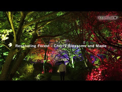 Resonating Forest - Cherry Blossoms and Maple