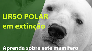 Qual o tamanho de um urso-polar?