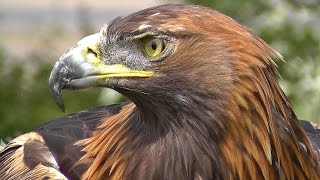 Athlete Statistics Golden Eagle - Bird of Prey - Spectacular Close Up of Natures Hunting Machine