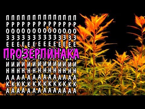 ПРОЗЕРПИНАКА ПАЛЮСТРИС, ИНТЕРМЕДИЯ, ПЕКТИНАТА ( Proserpinaca palustris )