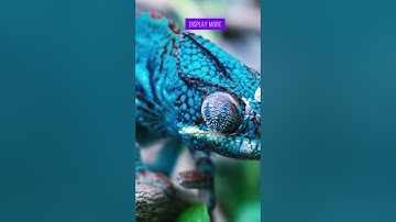 The Secret of Chameleons: How Do They Change Their Color?