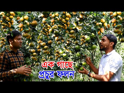 ভিডিও: সমতল ভূমিতে কি ধরনের উদ্ভিদ আছে?