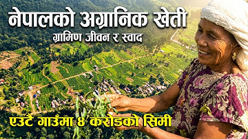 रुपन्देहीको शरणटारीमा अर्गानिक सिमी खेतीबाट ४ करोडको आर्थिक कारोबार