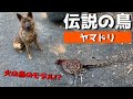【狩猟】猪を狩り、幻の鳥と言われる山鳥を見つける甲斐犬 hunting