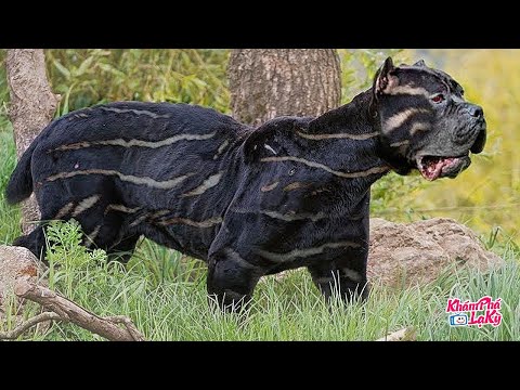Video: 10 giống chó sai lầm nhất