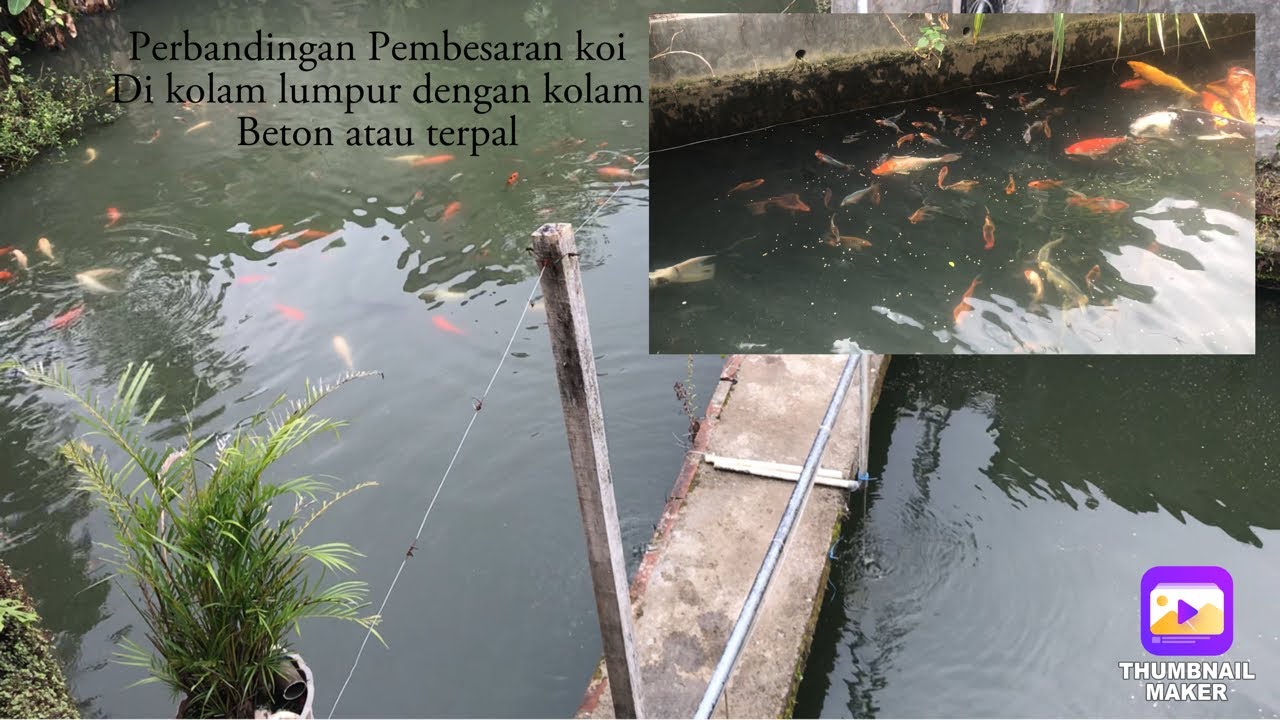 Metode Pembesaran Ikan Koi di Kolam Tanah untuk Hasil Optimal Metode Pembesaran Ikan Koi di Kolam Tanah untuk Hasil Optimal