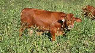 Beefmaster Cattle!!! Tom Lasater!!!