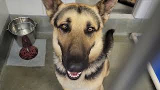 acs A663512